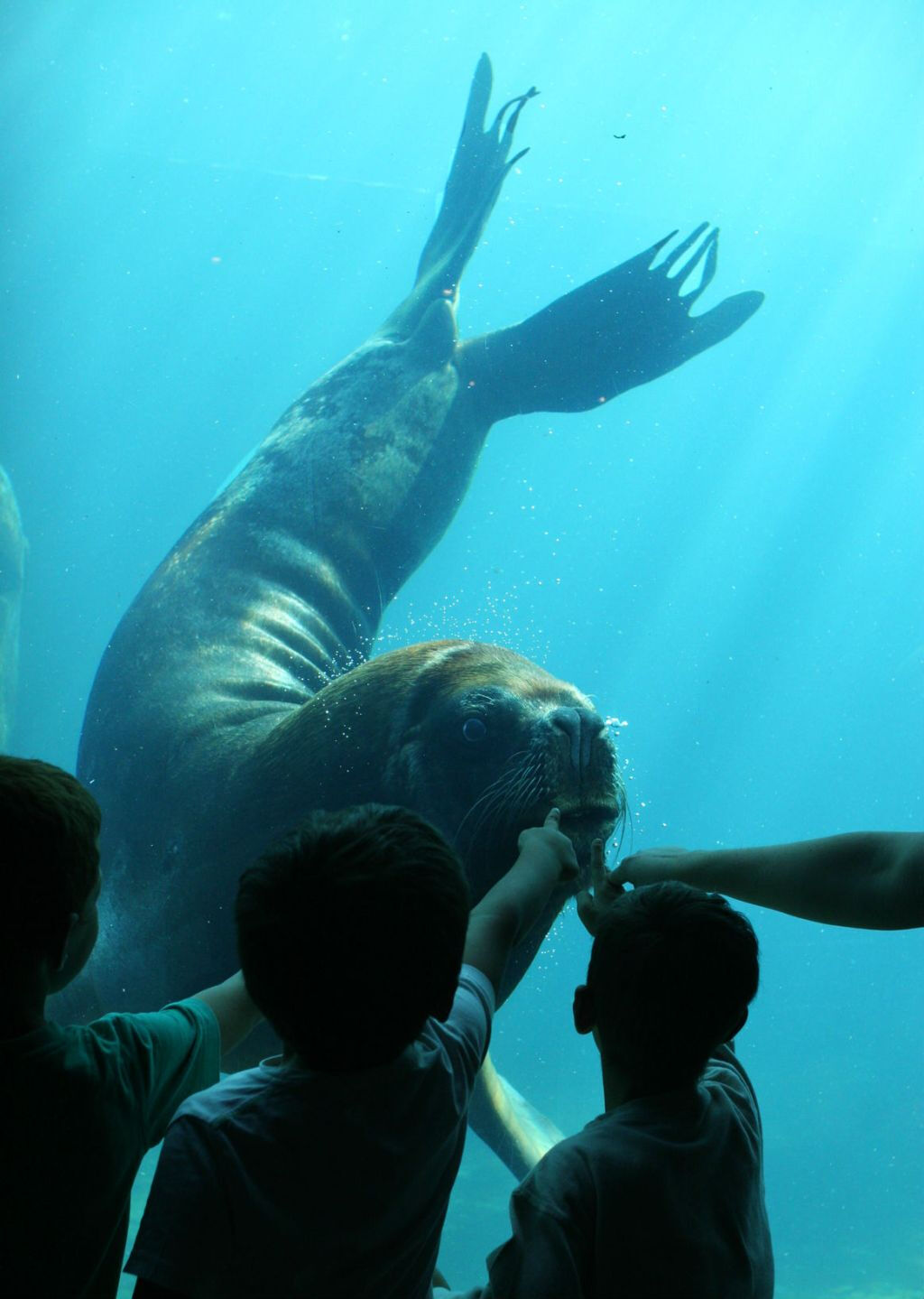 Seaquarium Le Grau-du-Roi: Entry Ticket