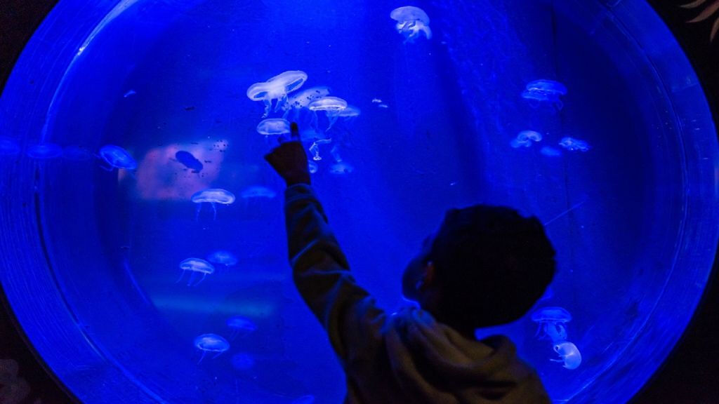 Seaquarium Le Grau-du-Roi: Entry Ticket