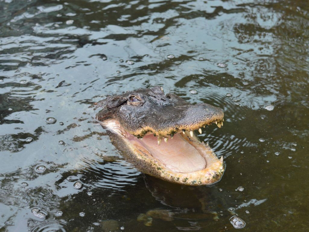Crocodile Park