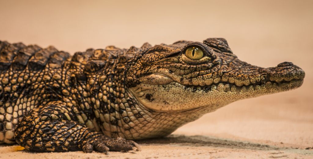 Crocodile Park