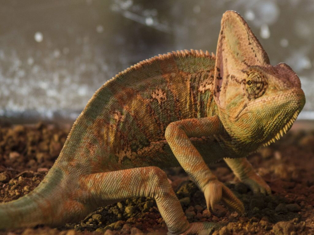Crocodile Park