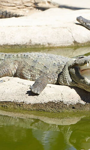Crocodile Park