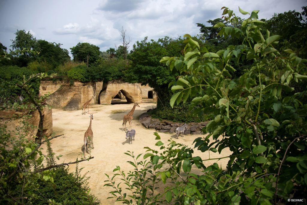 Bioparc - Zoo de Doué-la-Fontaine : Billet coupe-file
