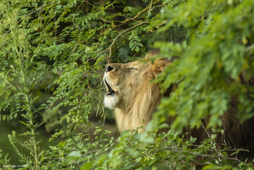 Bioparc - Zoo de Doué-la-Fontaine : Billet coupe-file