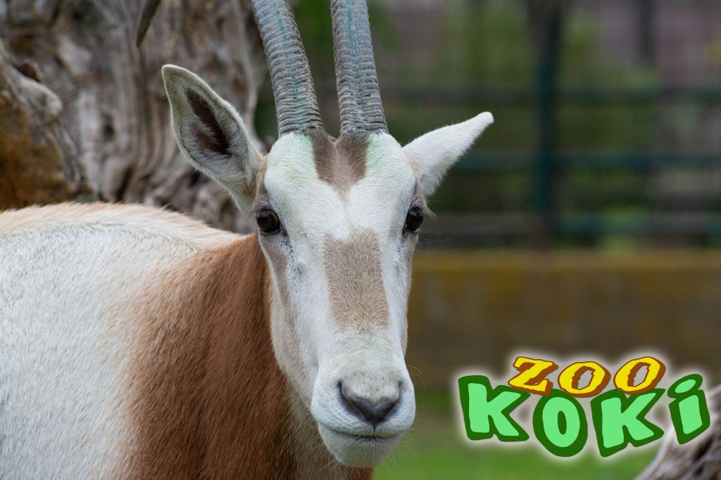 Zoo de Koki