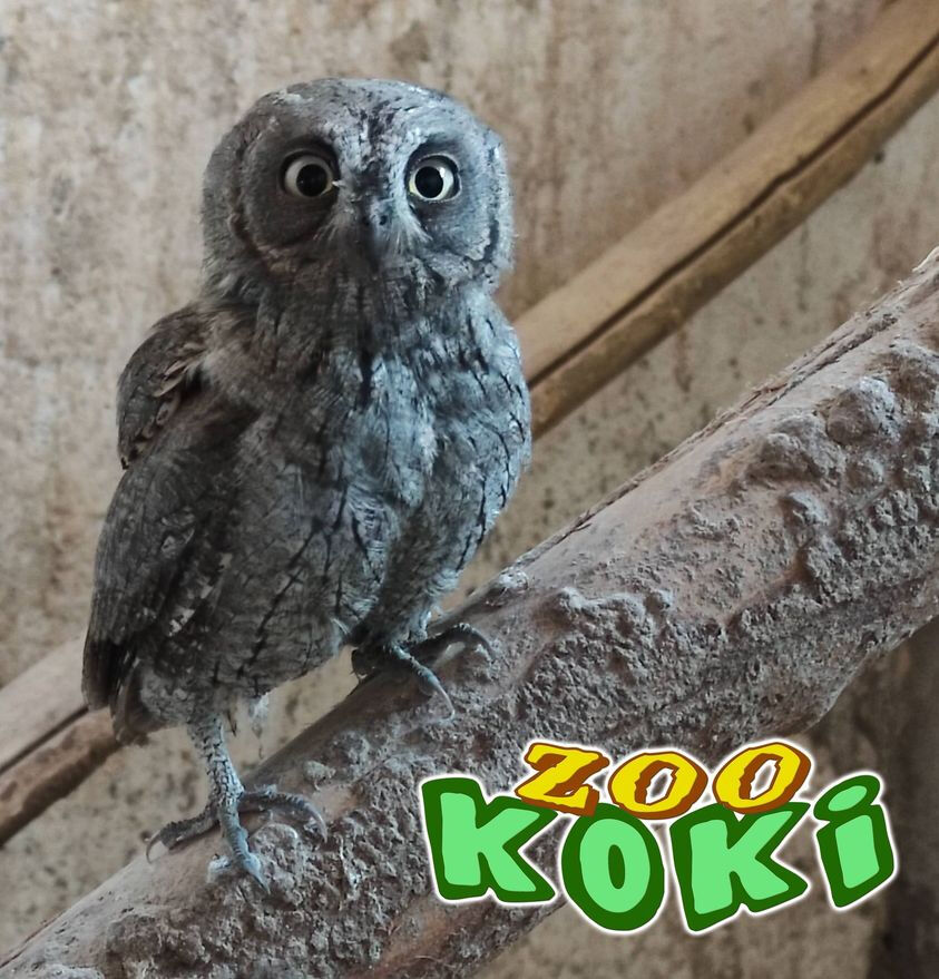 Zoo de Koki