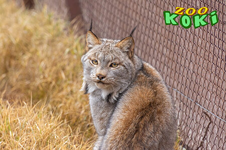 Zoo de Koki
