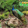 Koki Zoo