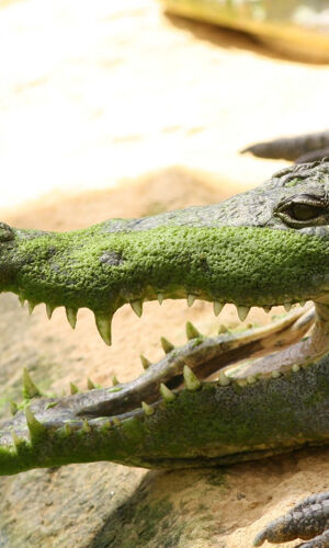 La Ferme aux Crocodiles: Billet d'entrée
