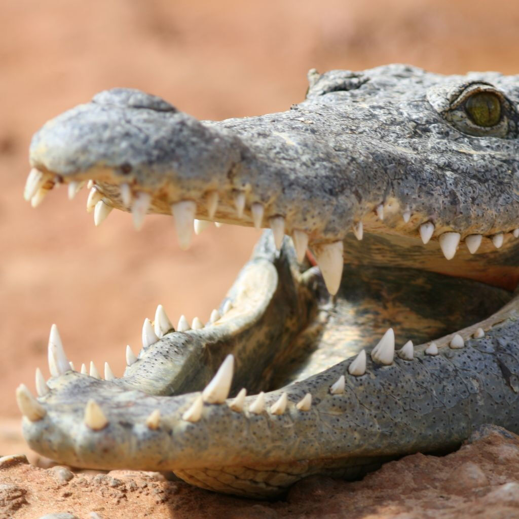 La Ferme aux Crocodiles: Entry Ticket