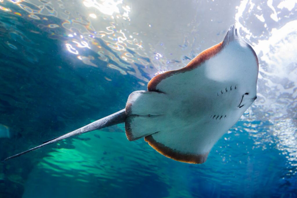 Aquarium Costa de Almería