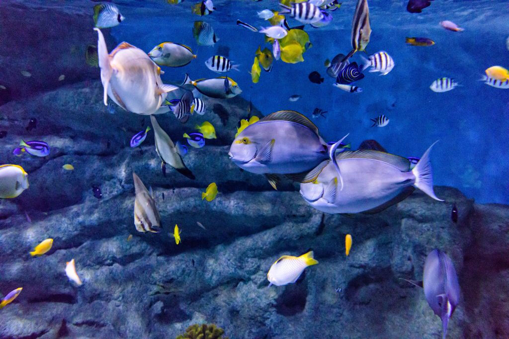 Aquarium Costa de Almería