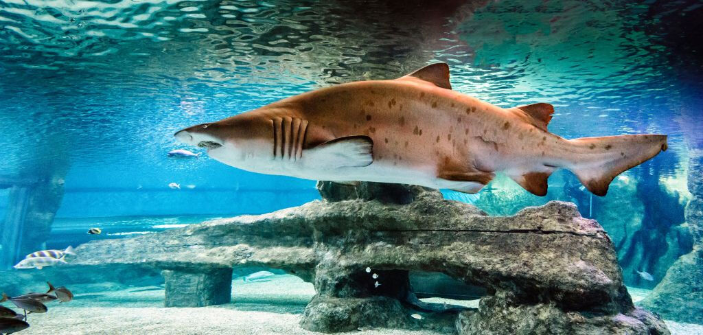 Aquarium Costa de Almería