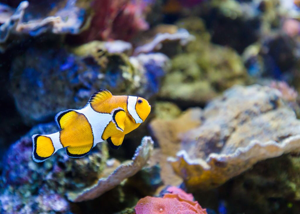 Aquarium Costa de Almería