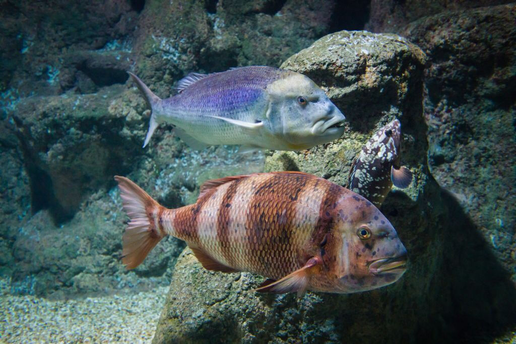 Aquarium Costa de Almería