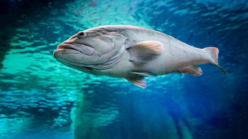 Aquarium Costa de Almería