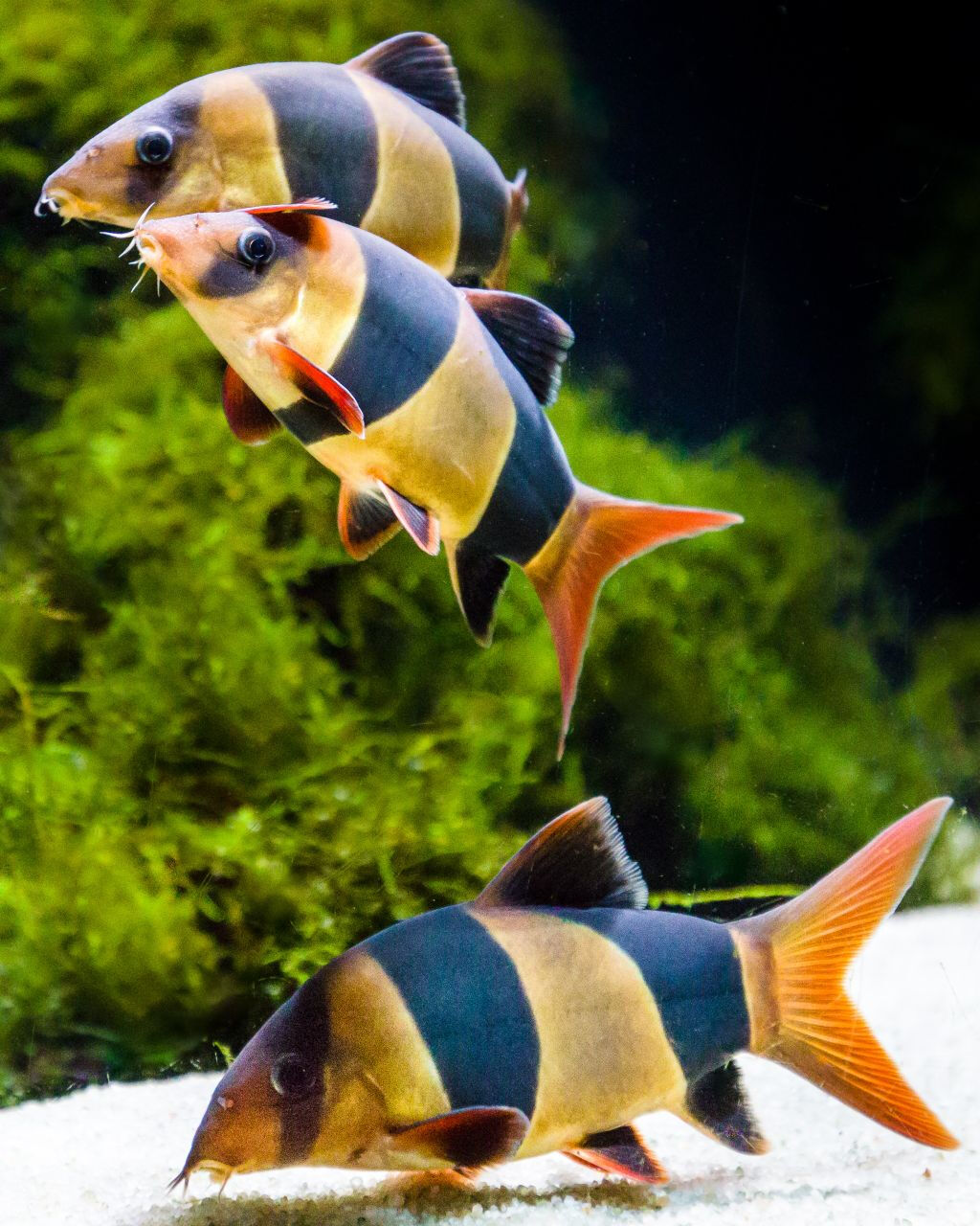 Aquarium Costa de Almería