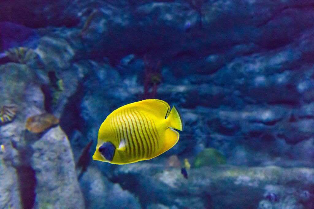 Aquarium Costa de Almería
