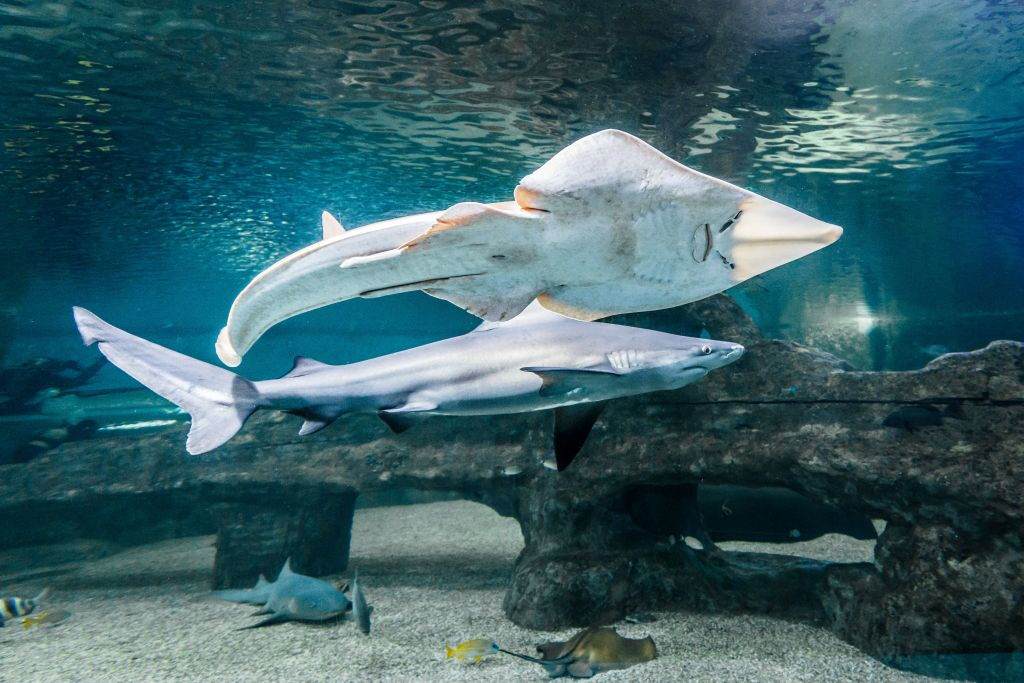 Aquarium Costa de Almería