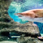 Aquarium Costa de Almería