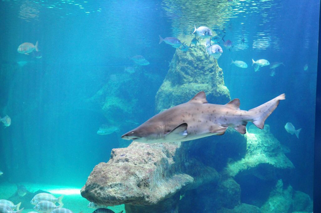 Aquarium Costa de Almería