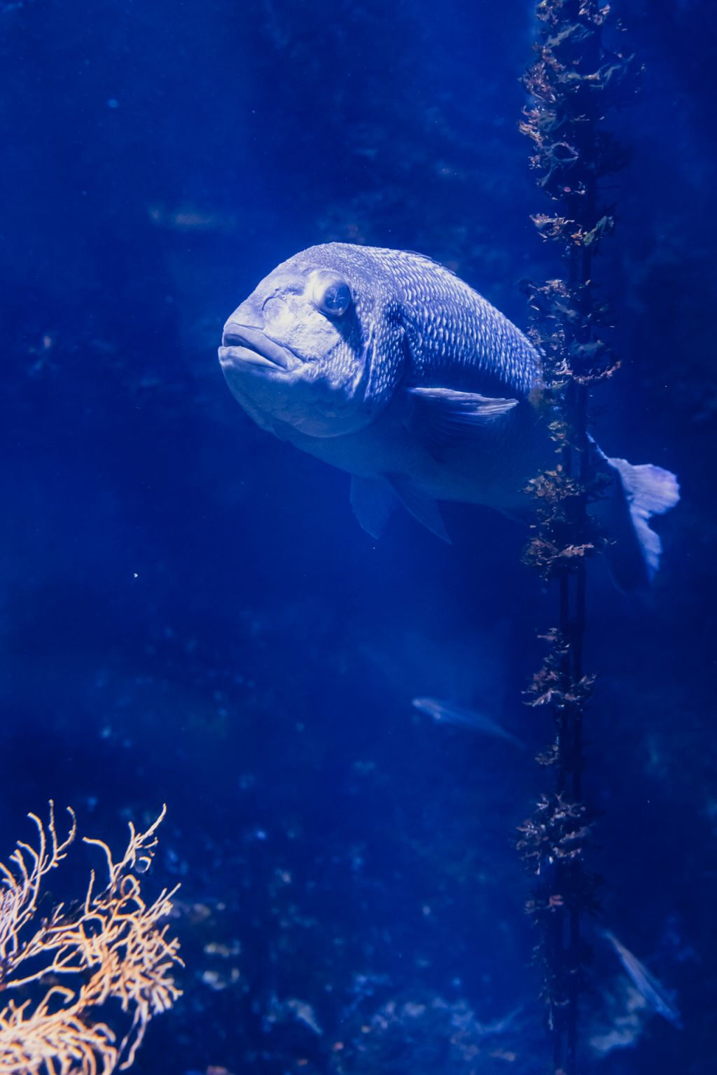 Aquarium du Grand Lyon: Biglietto d'ingresso