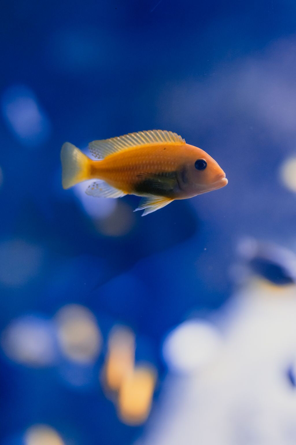 Aquarium du Grand Lyon: Biglietto d'ingresso