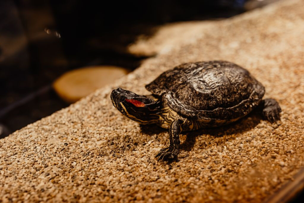 Aquarium du Grand Lyon: Biglietto d'ingresso