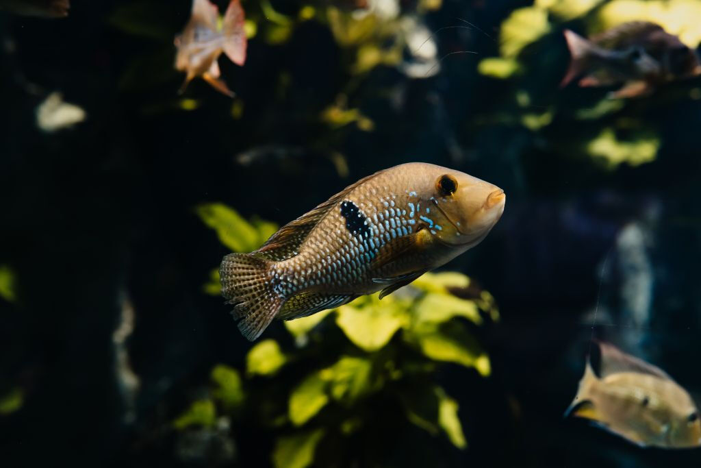 Aquarium du Grand Lyon: Biglietto d'ingresso