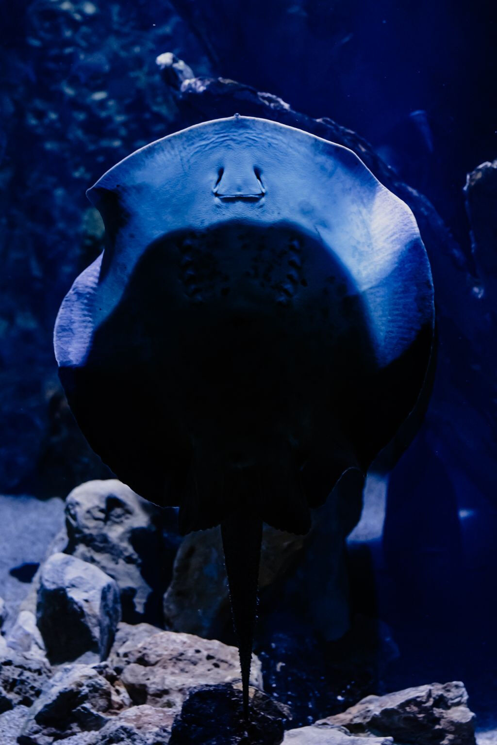 Aquarium du Grand Lyon: Biglietto d'ingresso
