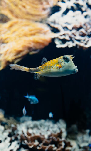 Aquarium du Grand Lyon: Billet d'entrée