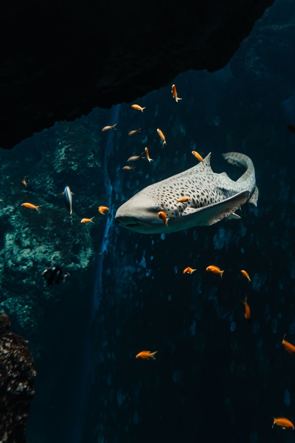 Aquarium du Grand Lyon: Biglietto d'ingresso