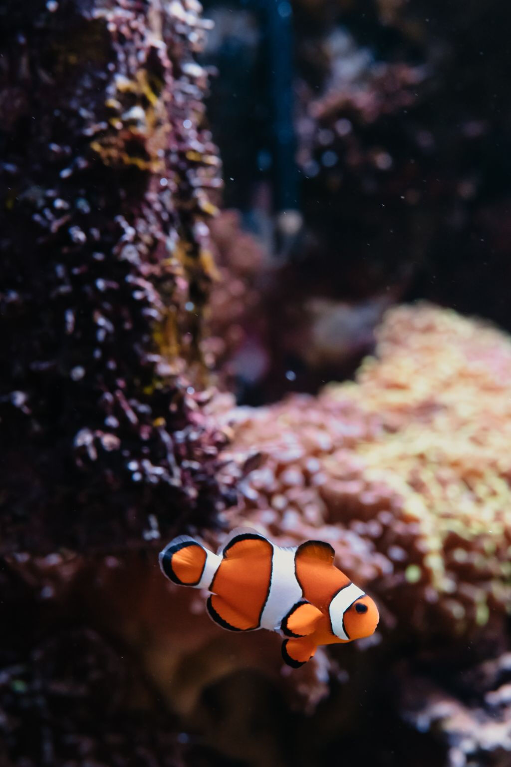Aquarium du Grand Lyon: Biglietto d'ingresso
