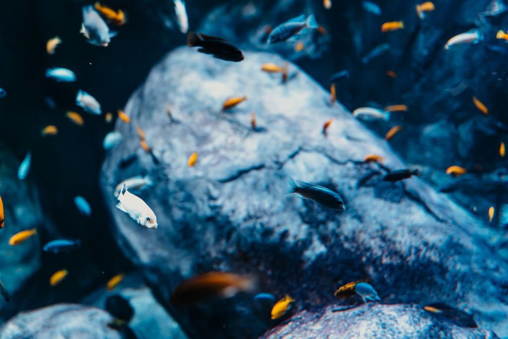 Aquarium du Grand Lyon: Biglietto d'ingresso