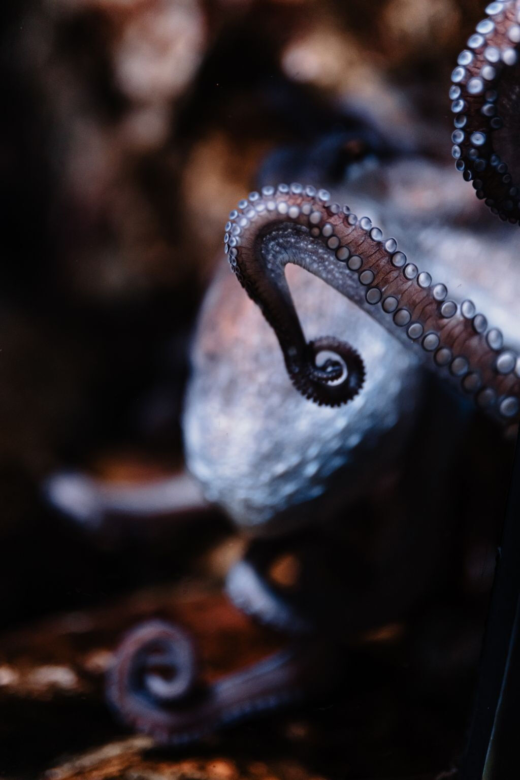 Aquarium du Grand Lyon: Biglietto d'ingresso