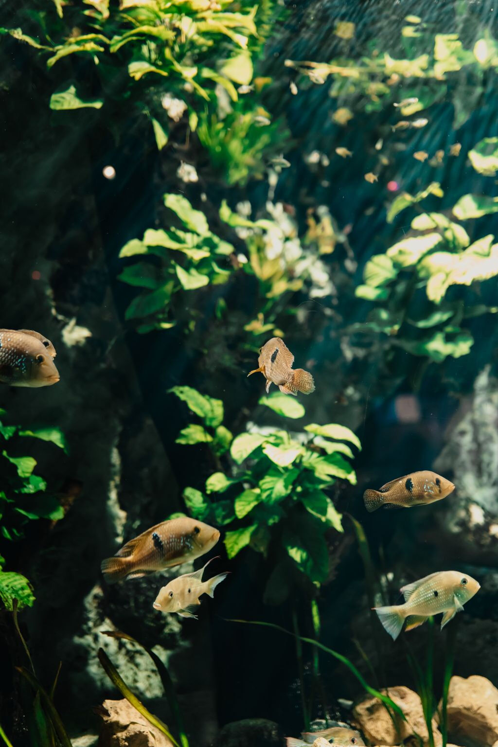 Aquarium du Grand Lyon: Biglietto d'ingresso