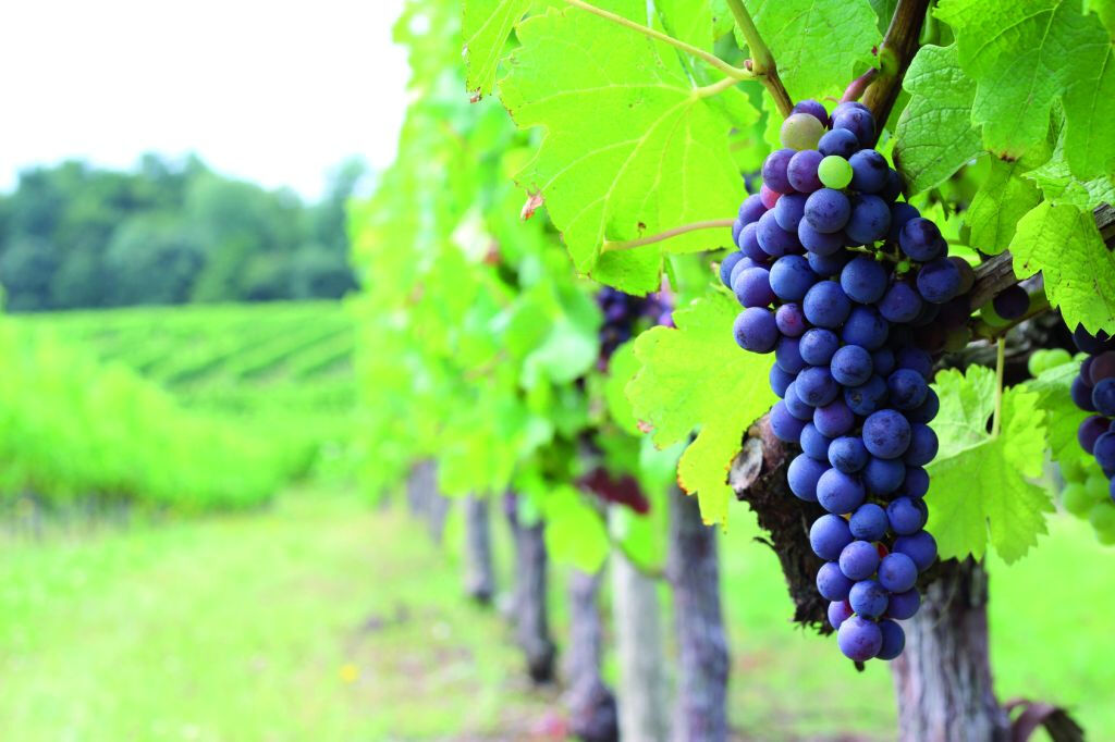 Médoc: Half-Day Wine Tour from Bordeaux