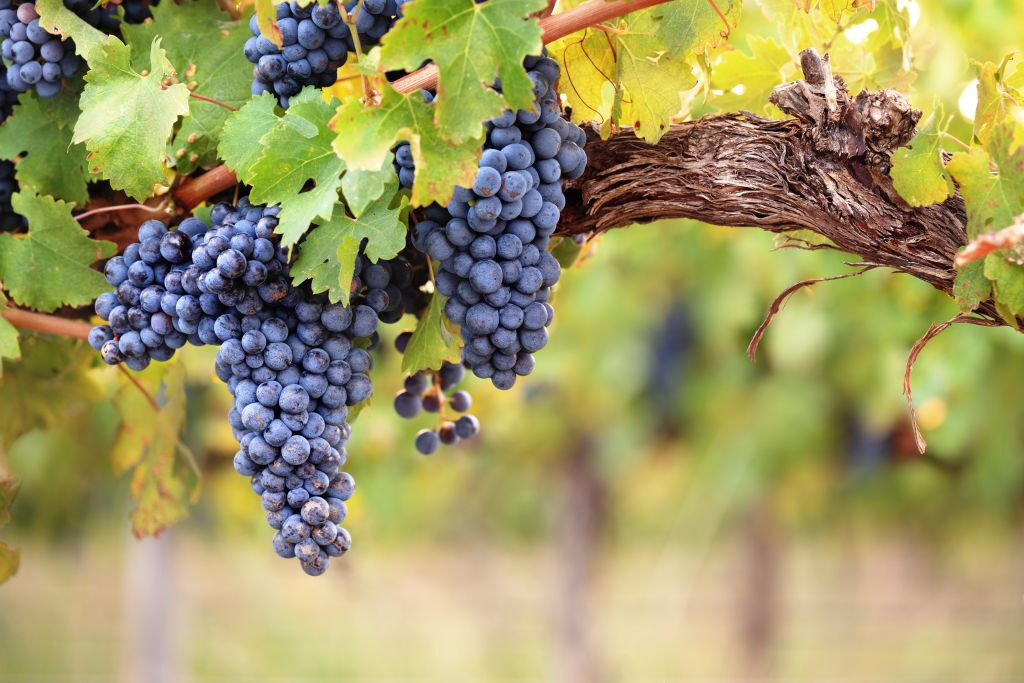 Médoc: Tour dei Vini di un'Intera Giornata da Bordeaux