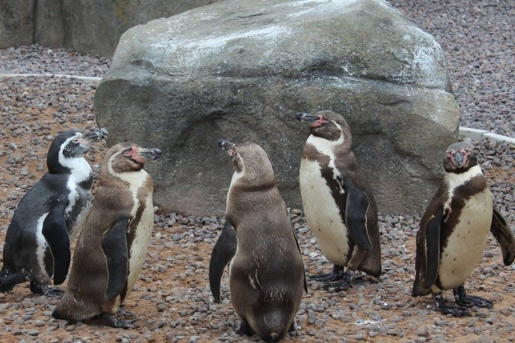 Exploris Aquarium: Entry Ticket