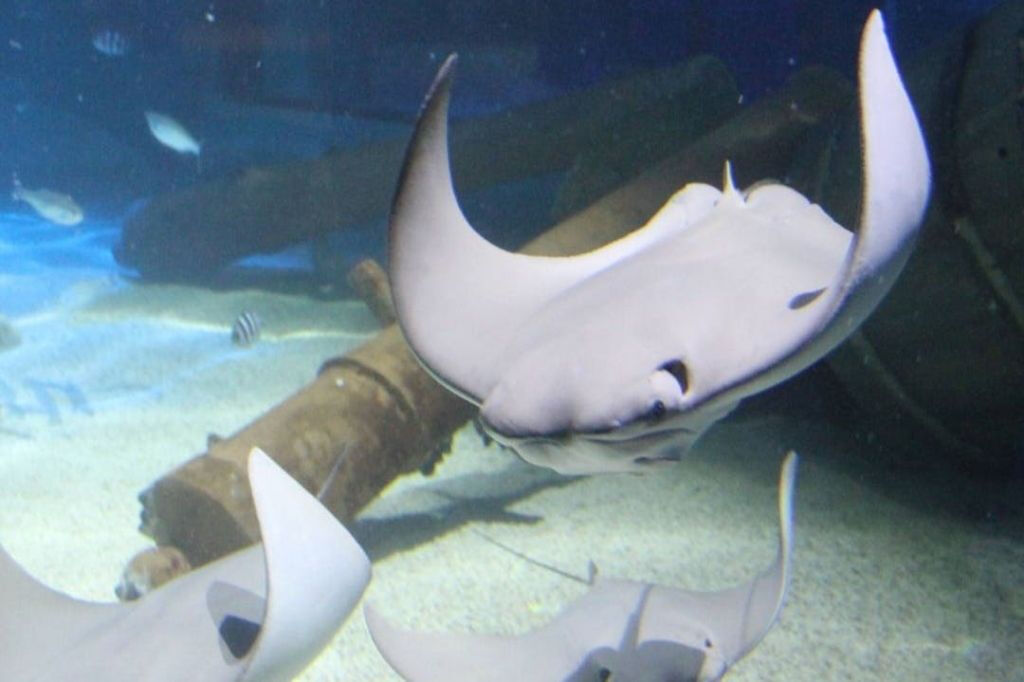 Exploris Aquarium: Entry Ticket