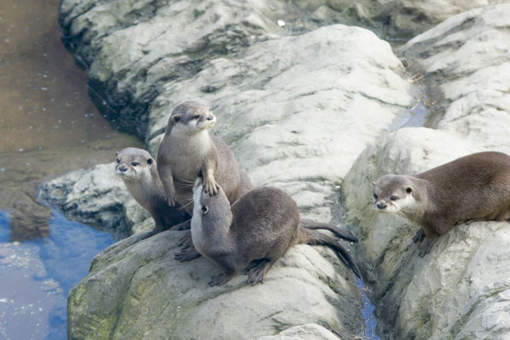 Exploris Aquarium: Biglietto d'ingresso