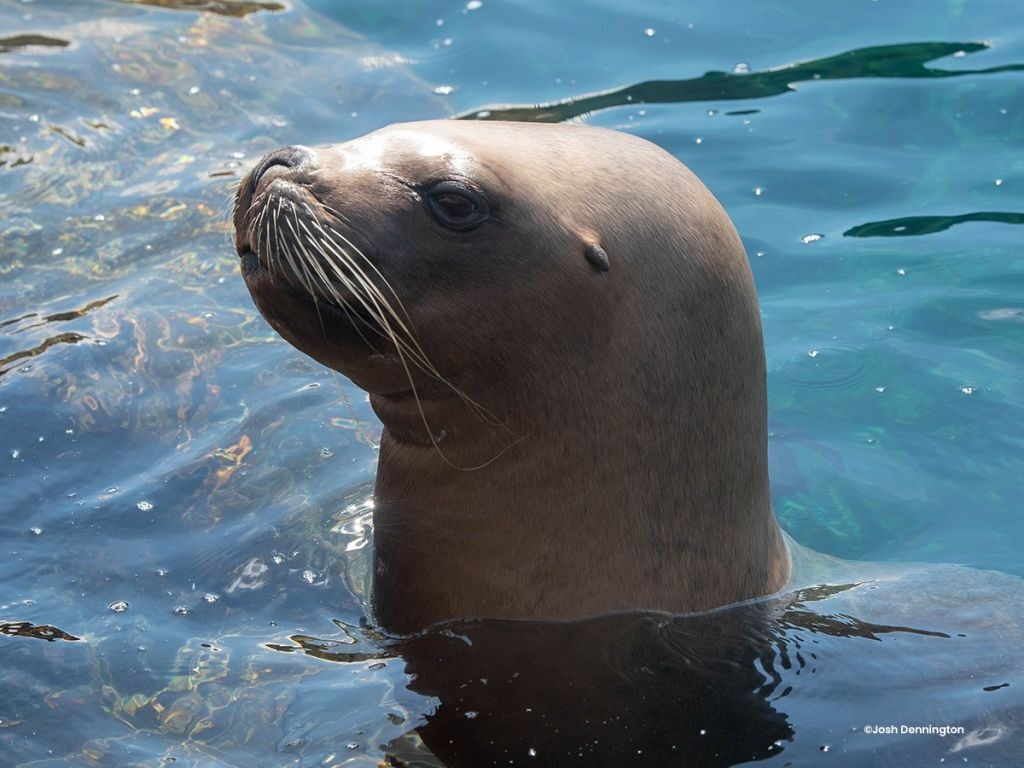 Colchester Zoo: Entry Ticket