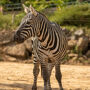 Colchester Zoological Society: Entry Ticket