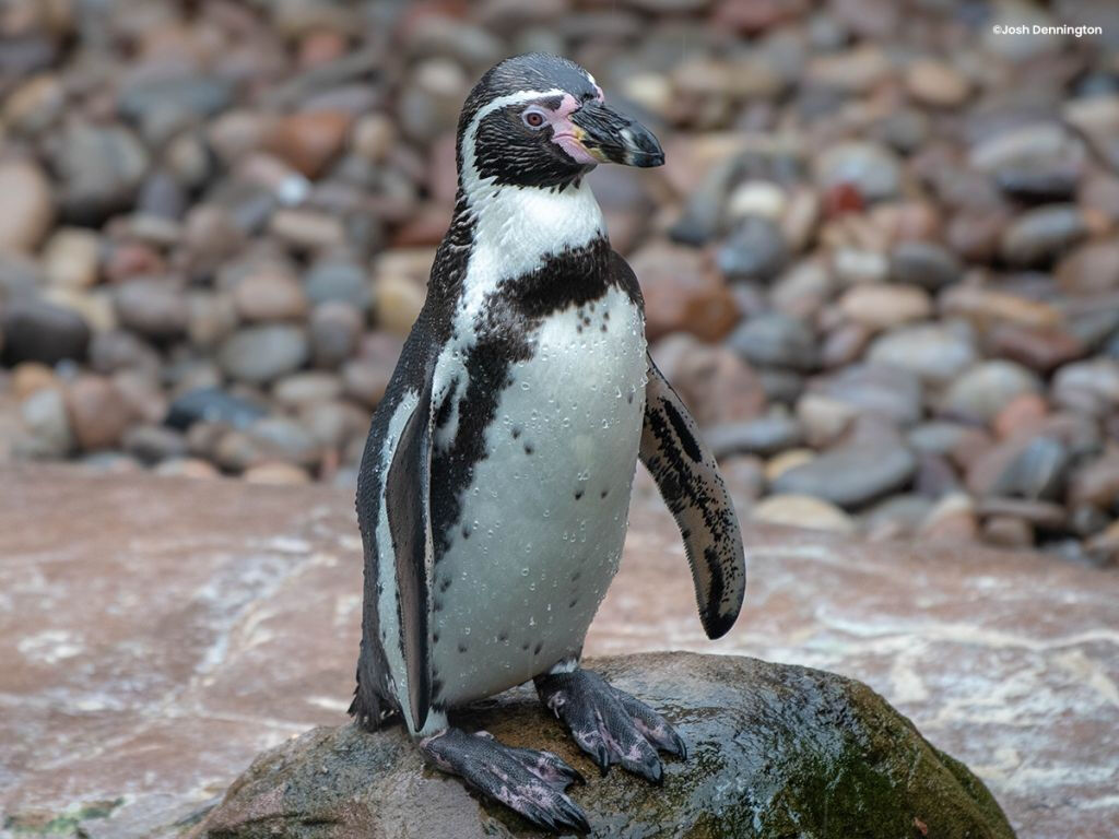 Colchester Zoo: Entry Ticket