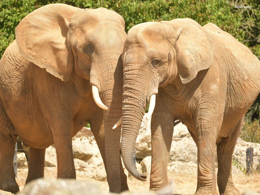 Colchester Zoo: Entry Ticket