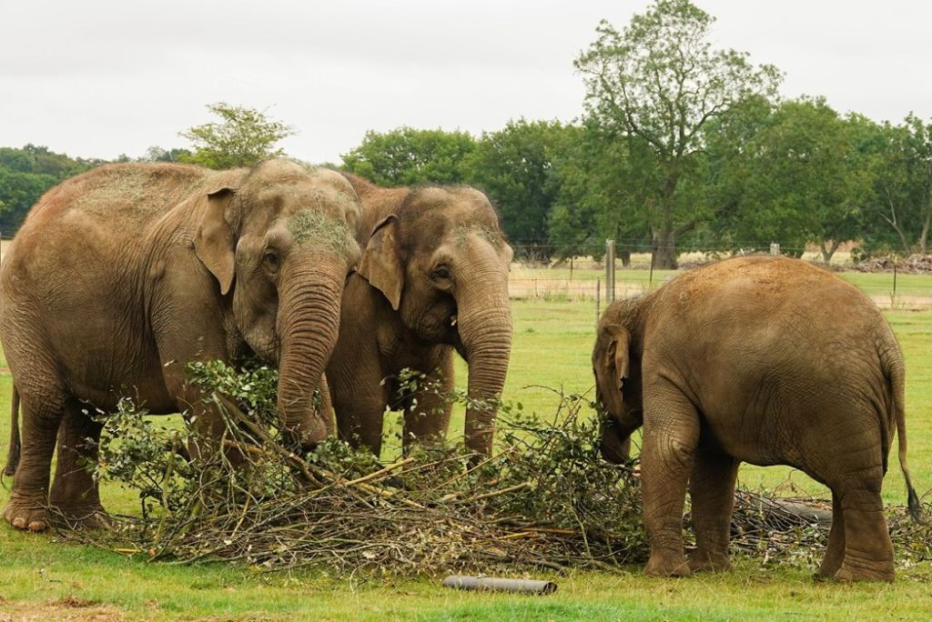 ZSL Whipsnade Zoo: Biglietto d'ingresso