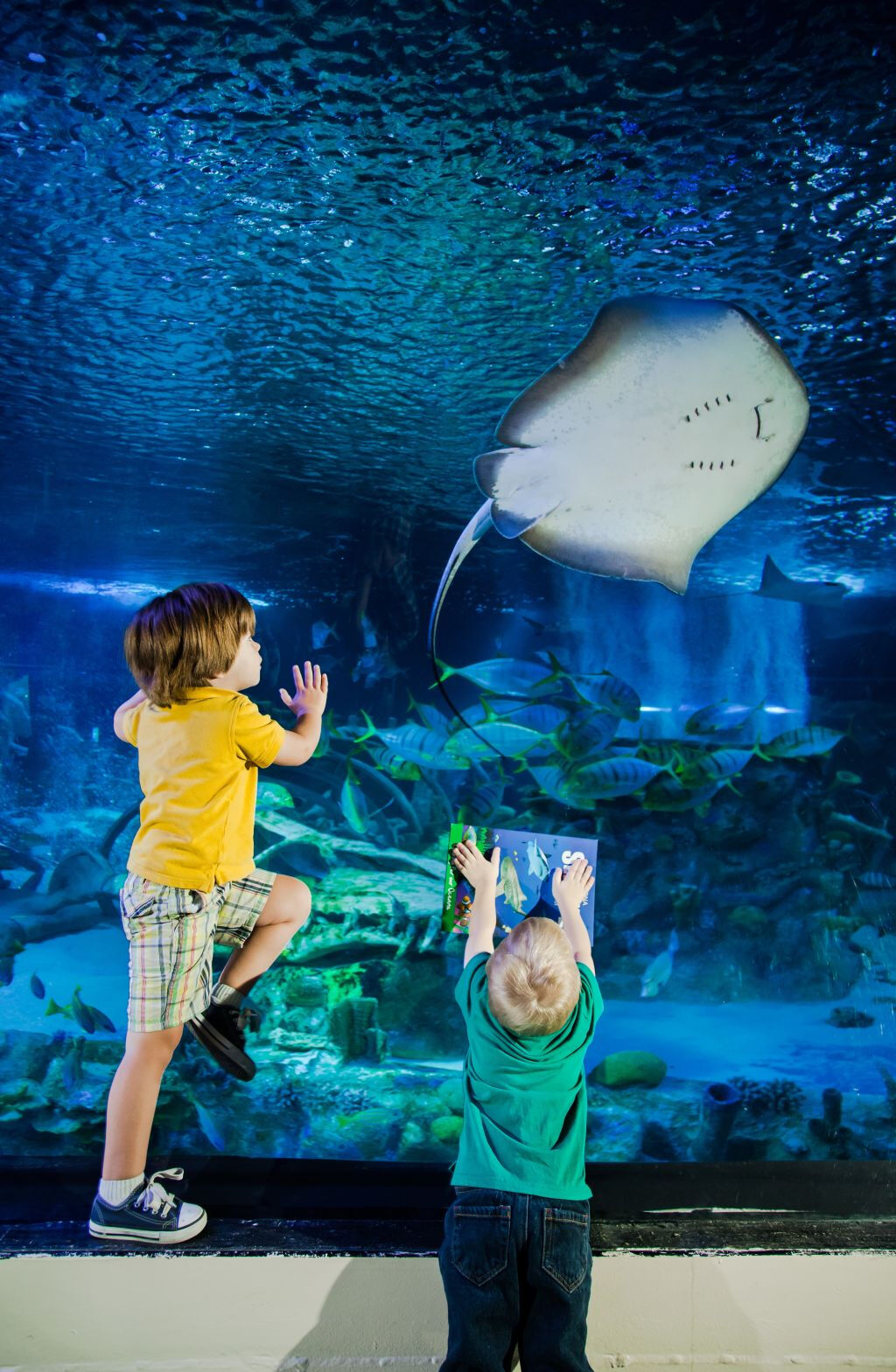 SEA LIFE London: Entrada