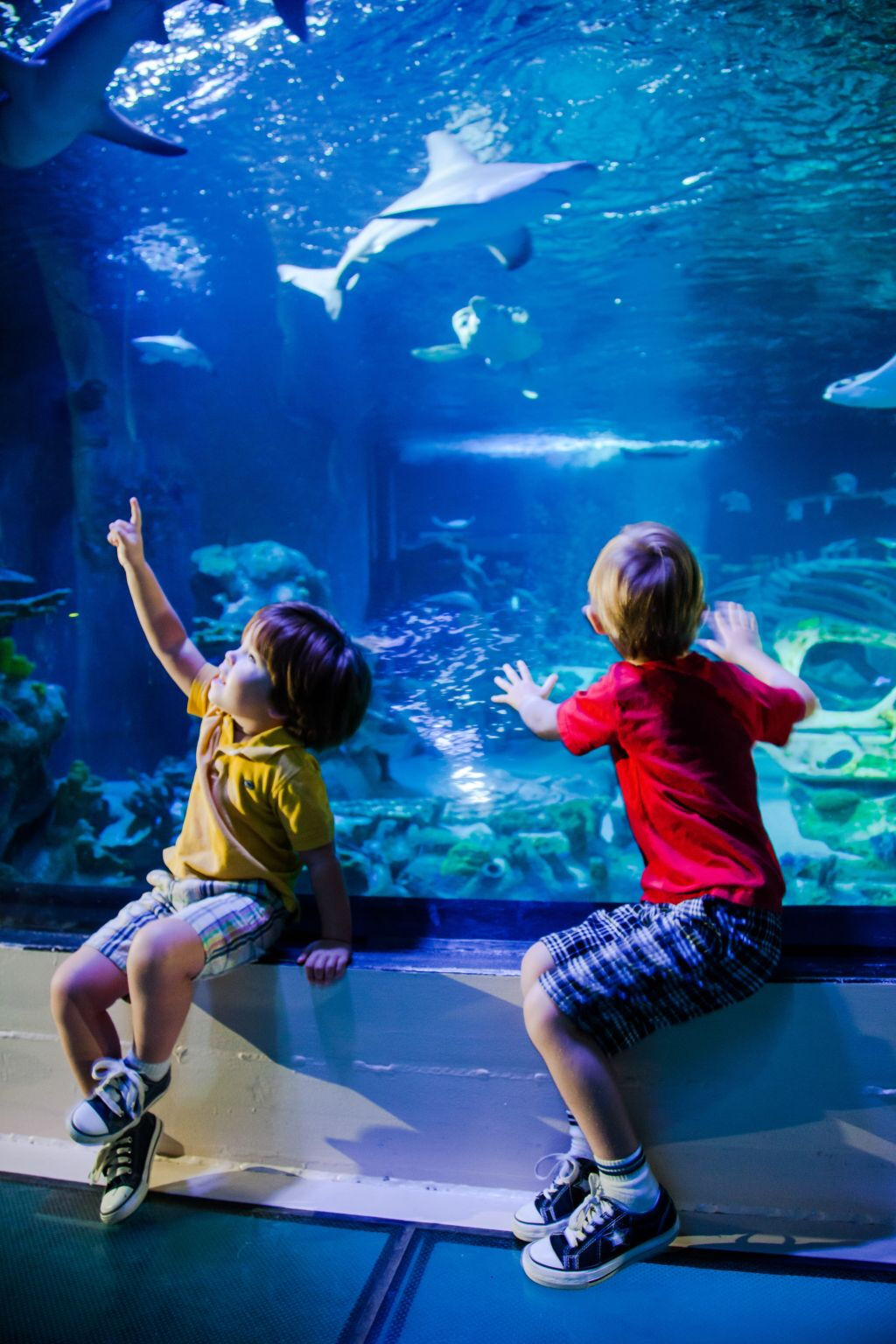 SEA LIFE London: Entrada