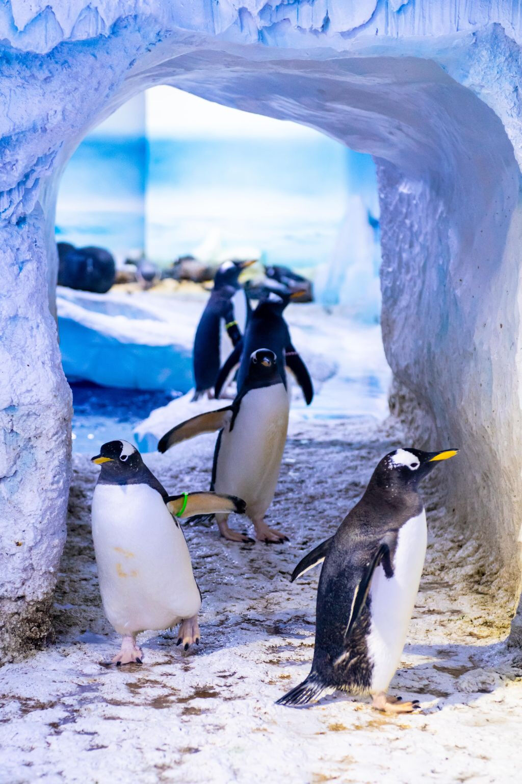 SEA LIFE London: Entrada