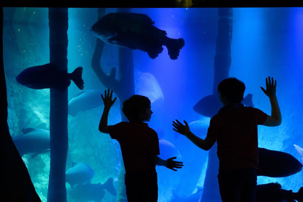 SEA LIFE London: Entrada